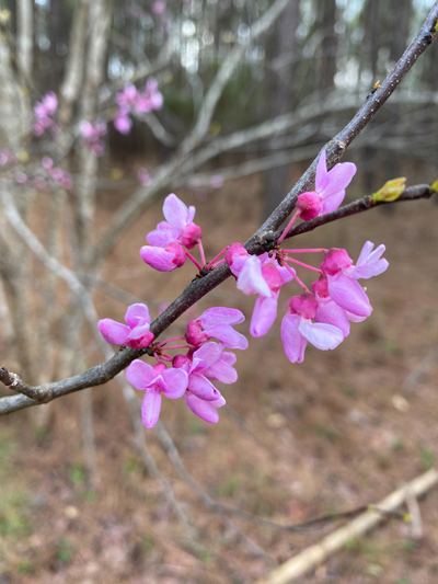 redbud blossoms web